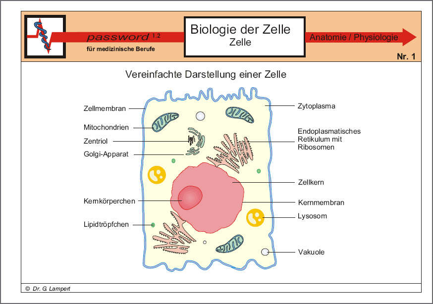 Zelle